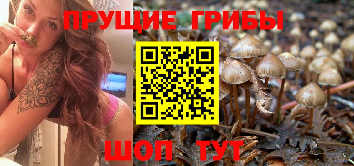 Псилоцибиновые грибы Cubensis Всеволожск